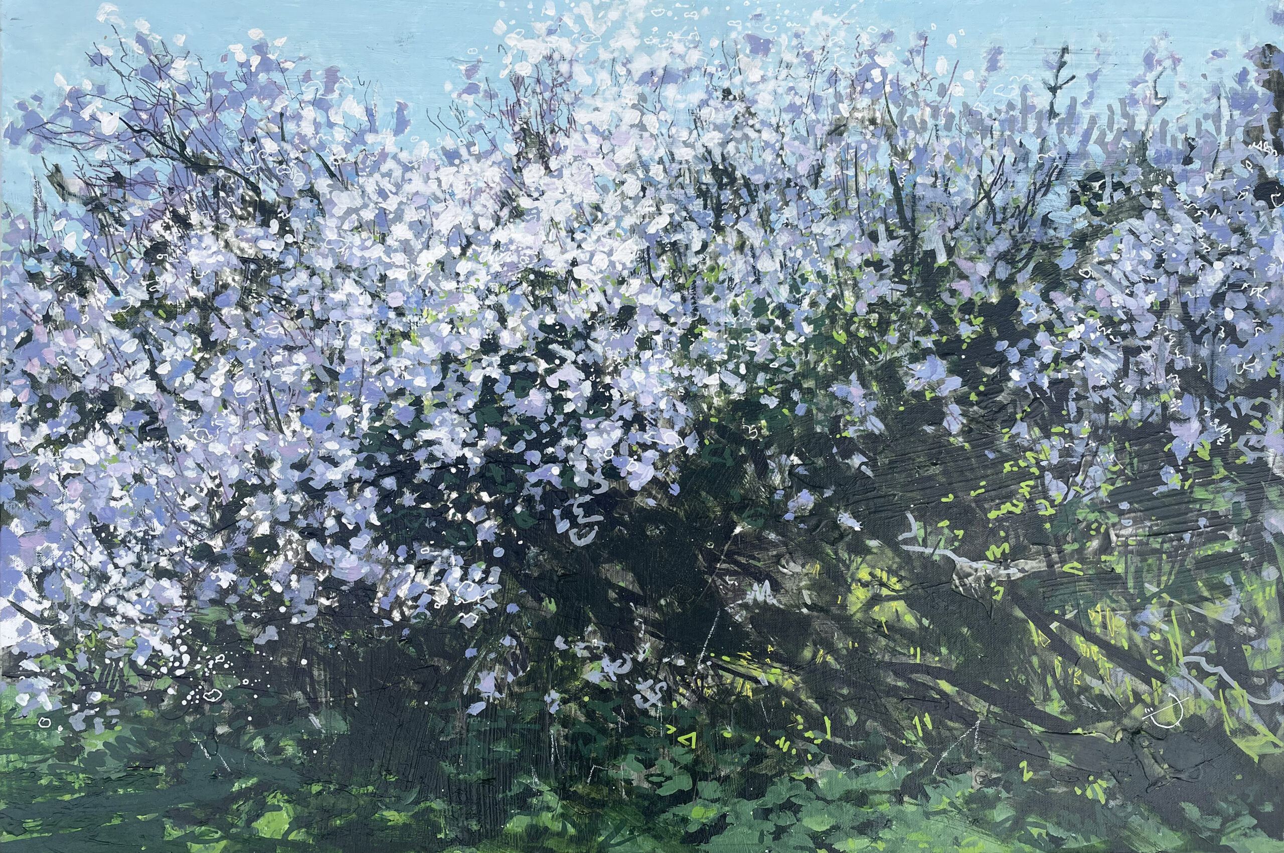 Joe Webster - Blackthorn Shadows