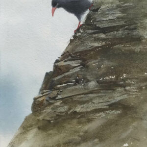 John Hopkins - Cornish Choughs